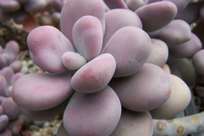 Граптопеталум аметистовый