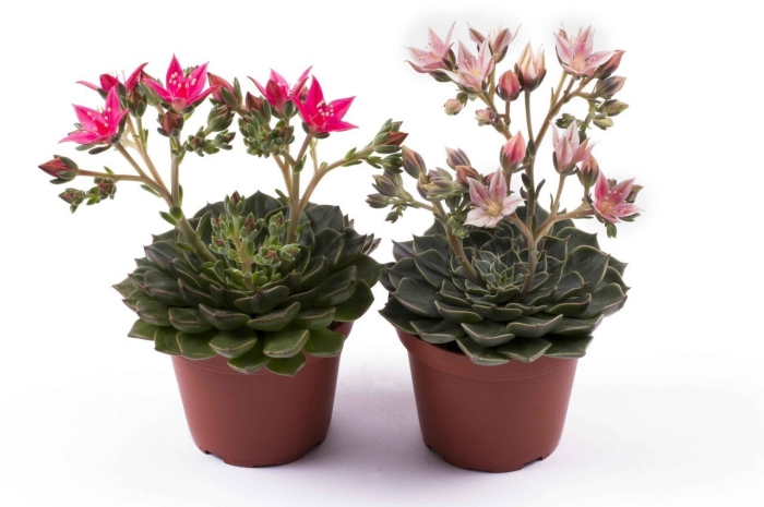 Граптопеталум филиферум