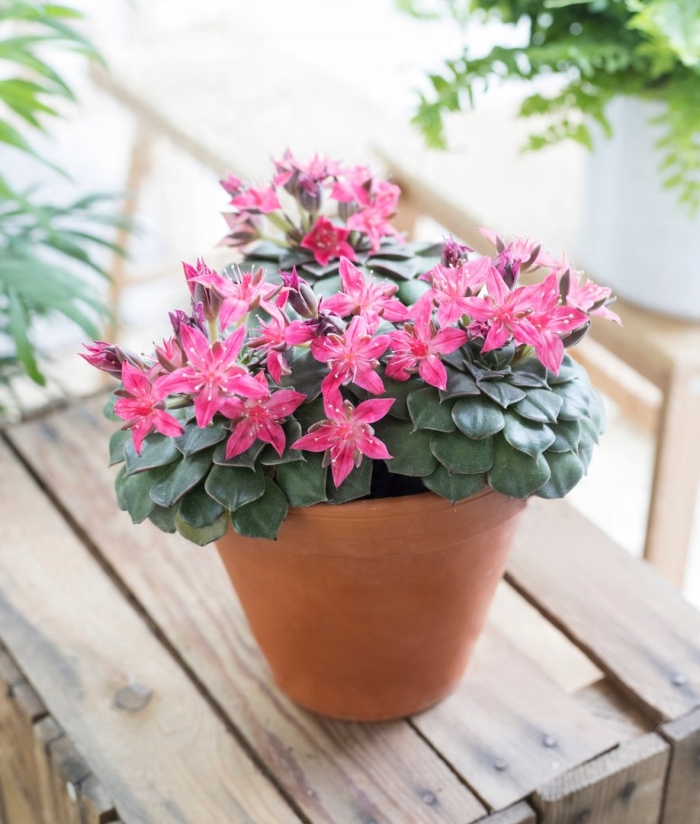 Граптопеталум беллум