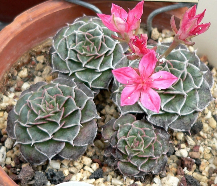 Graptopetalum bellum