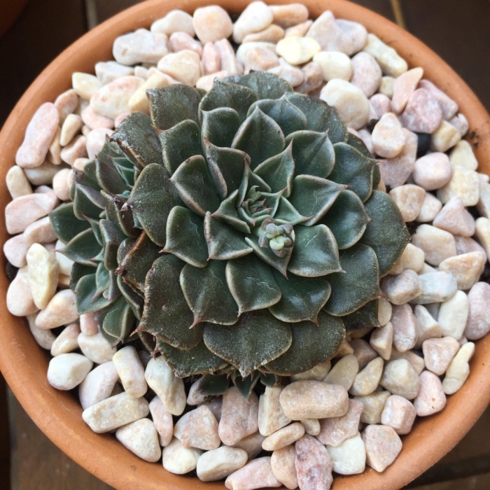 Граптопеталум беллум