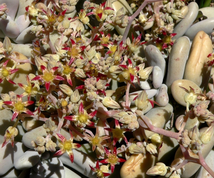 Граптопеталум аметистинум