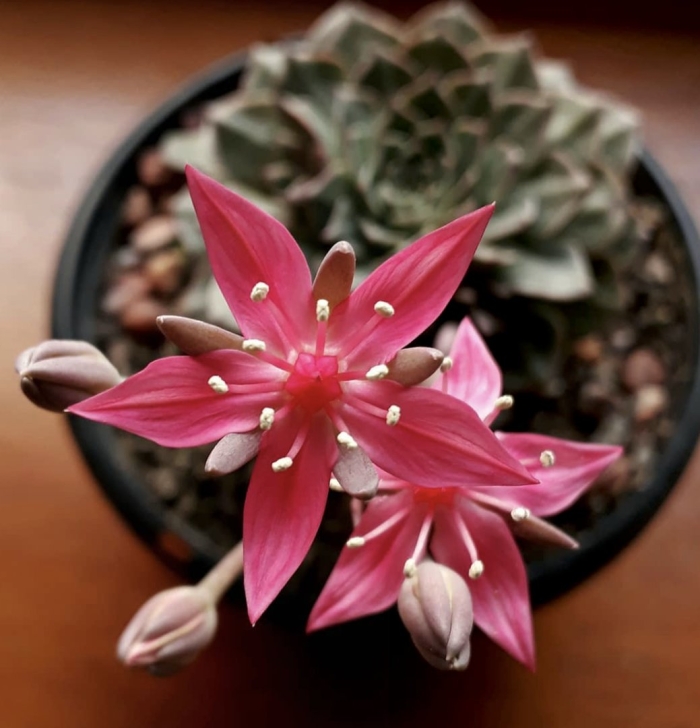 Граптопеталум супербум