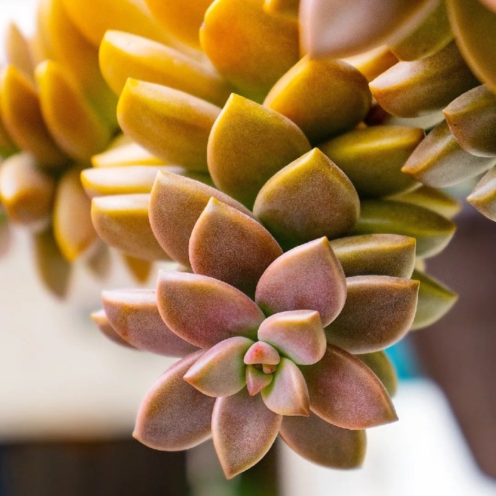 Граптоседум бронз