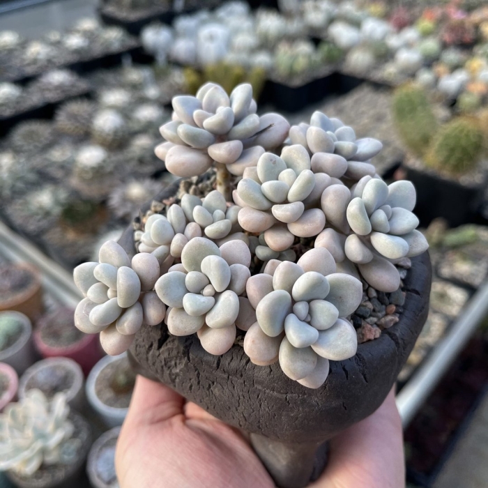 Граптопеталум эллен