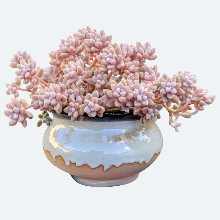 Graptopetalum mirinae