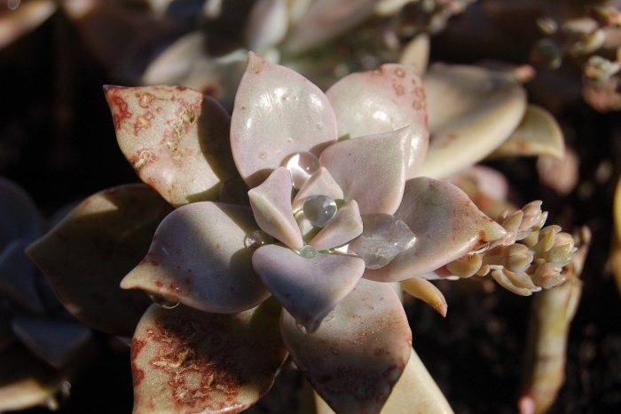 Граптопеталум суккулент цветение