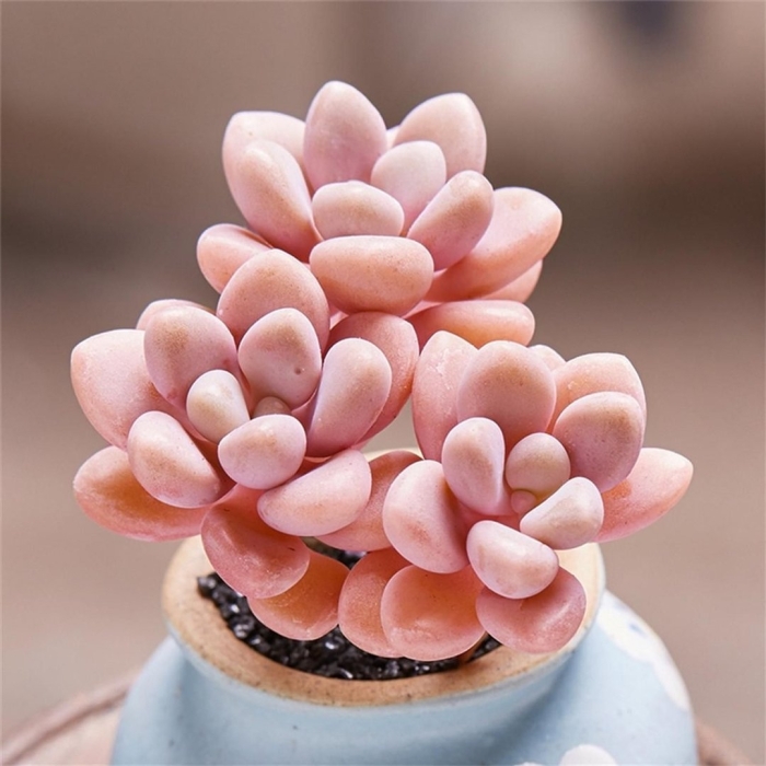 Граптопеталум эллен