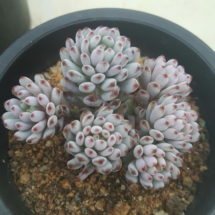 Граптопеталум аметистиум