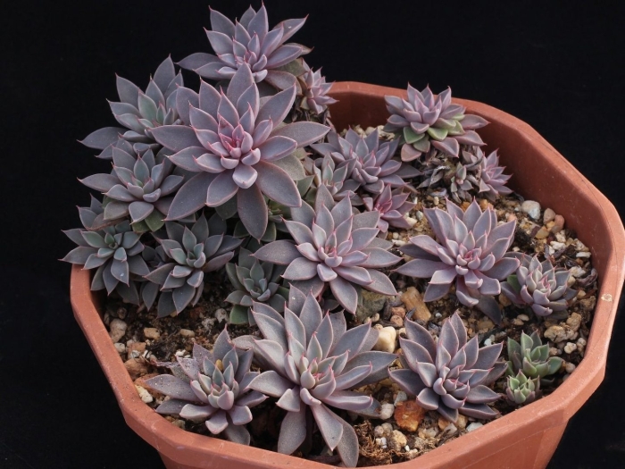 Graptopetalum rusbyi