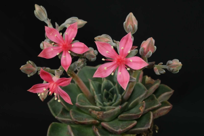 Суккулент граптопеталум беллум