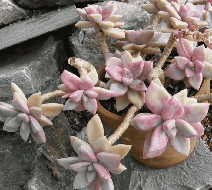 Граптопеталум красивый