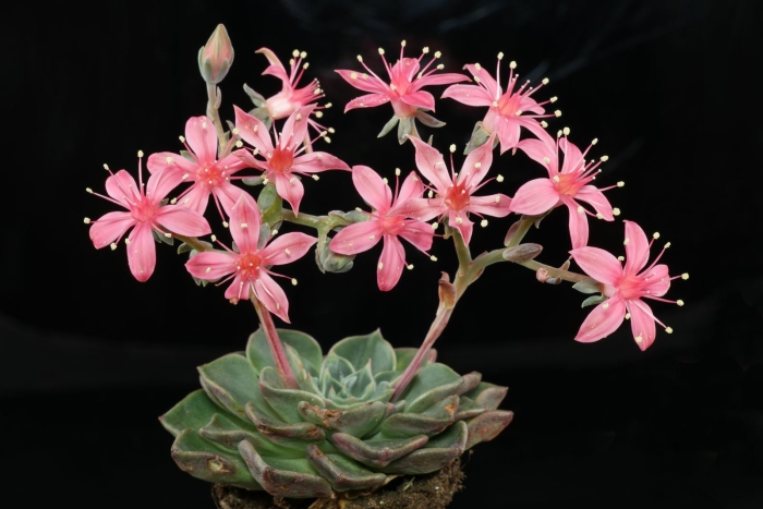 Graptopetalum bellum