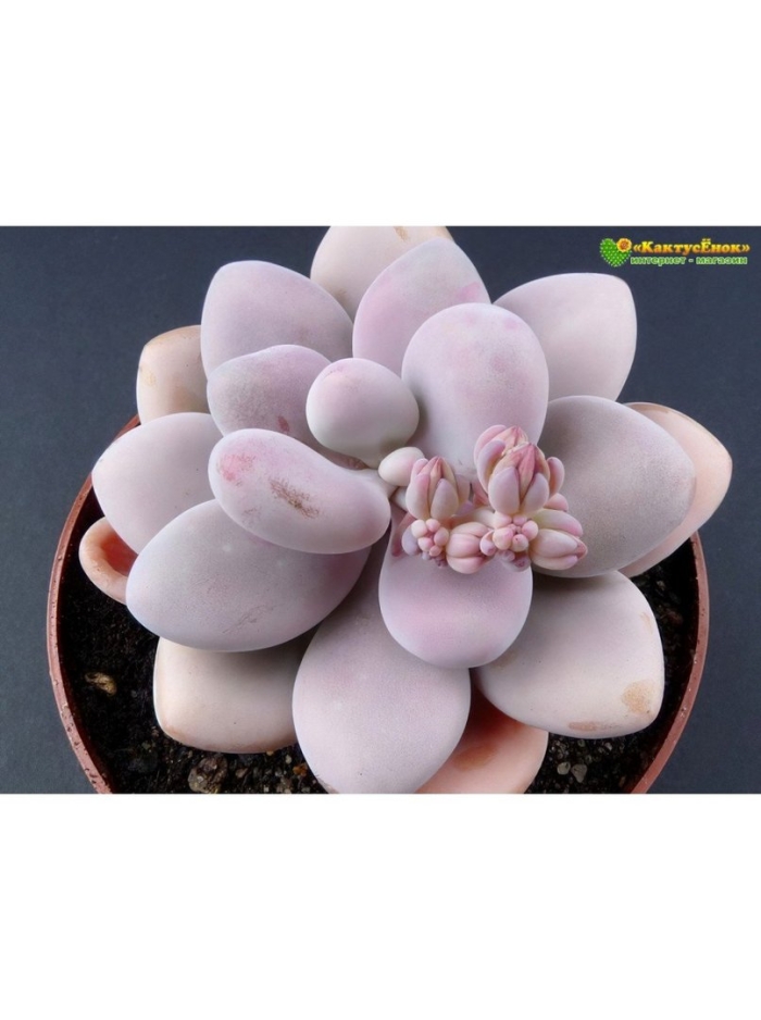 Pachyphytum oviferum