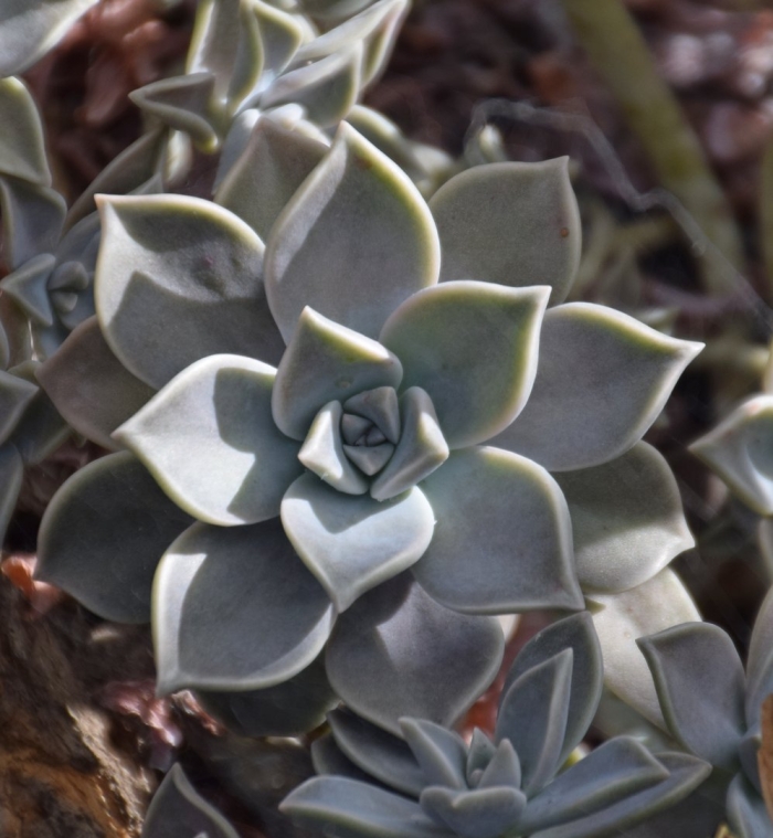 Граптопеталум парагвайский