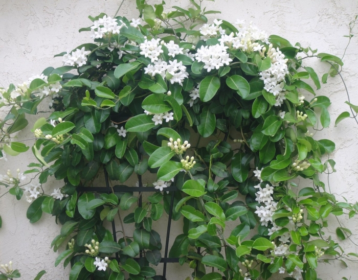 Жасмин комнатное растение