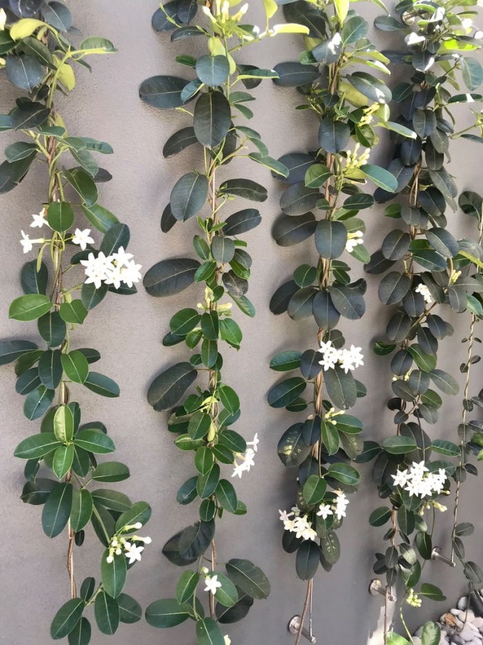 Цветок комнатный