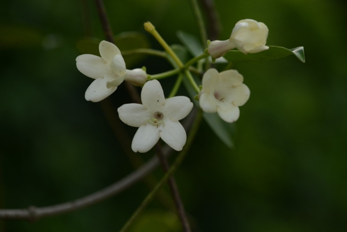 Растение жасмин