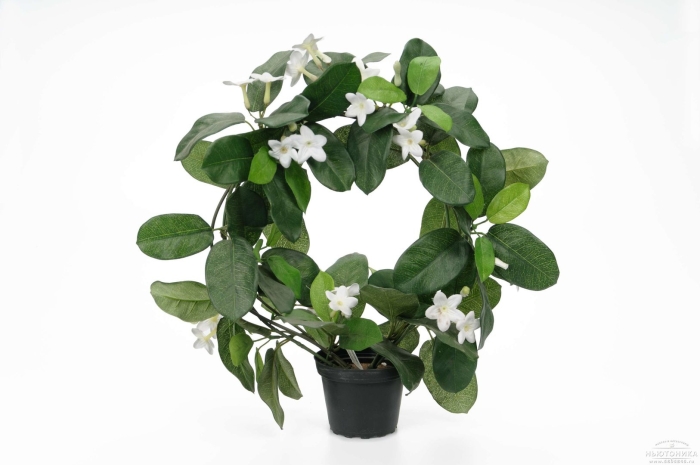 Стефанотис мадагаскарский жасмин