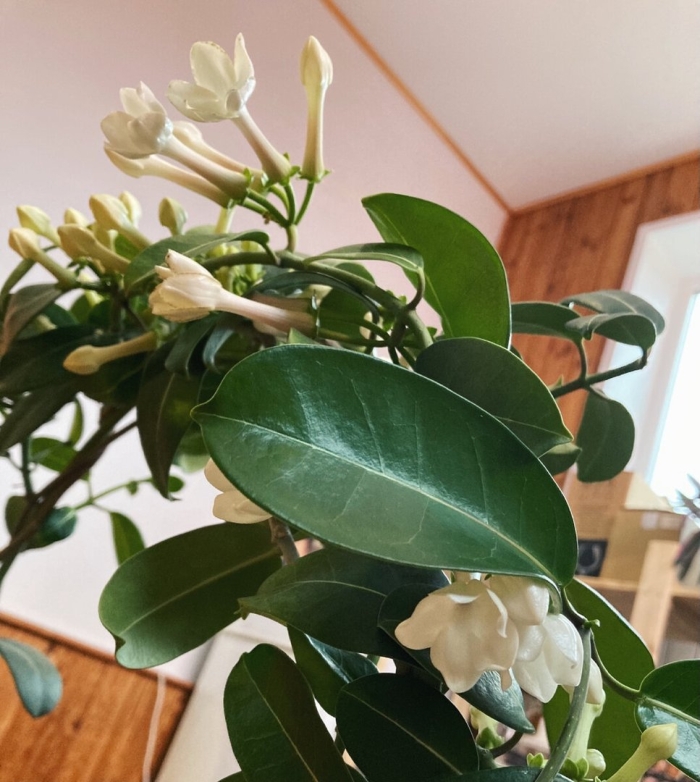 Стефанотис цветок комнатный