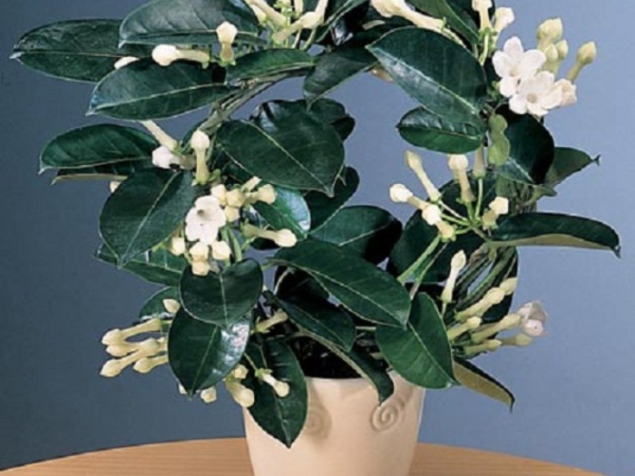 Стефанотис мадагаскарский