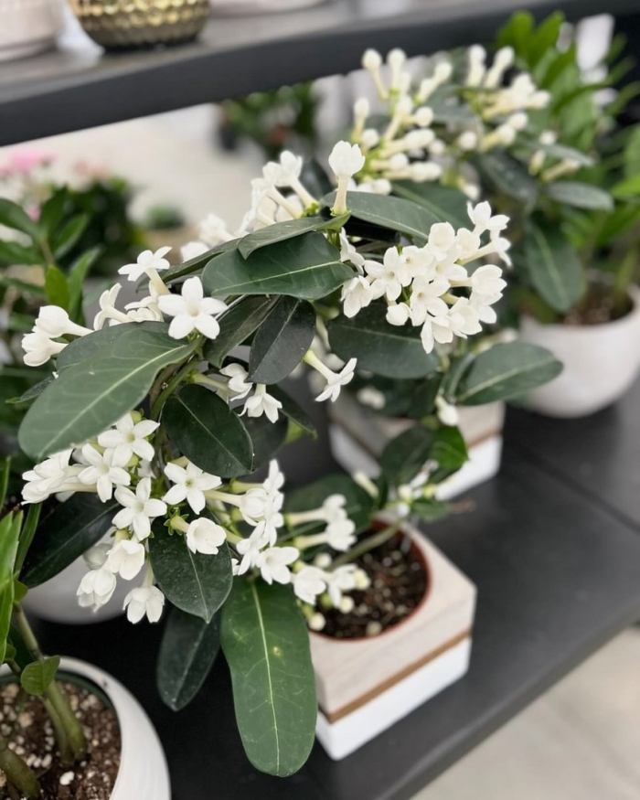 Цветок стефанотис фэн-шуй