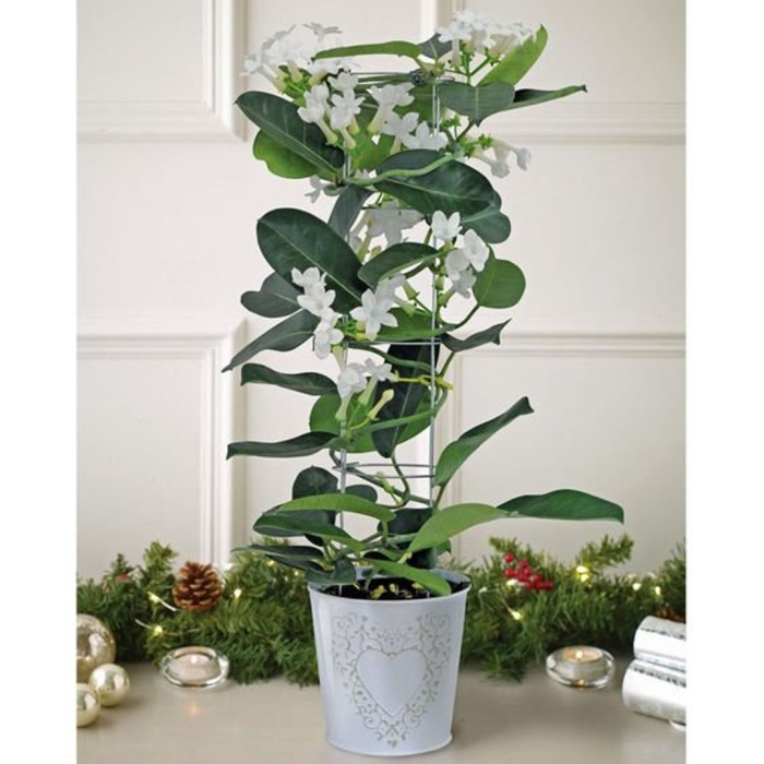 Стефанотис мадагаскарский