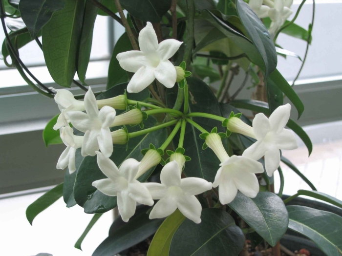 Стефанотис лиана