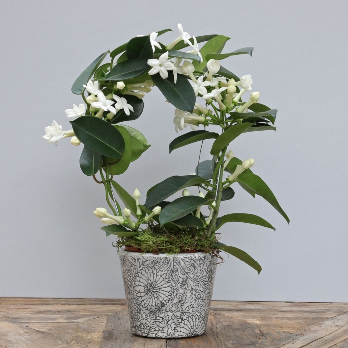 Стефанотис мадагаскарский