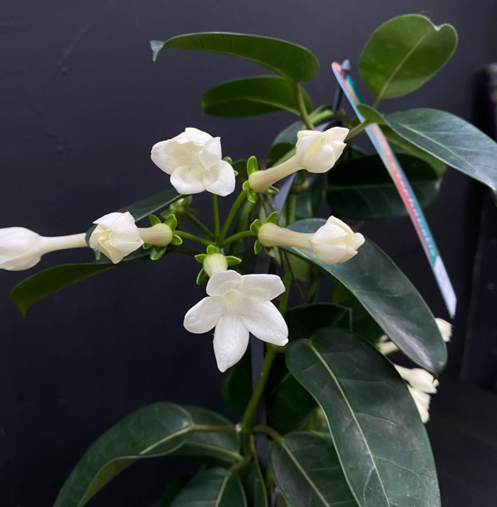 Жасмин комнатное растение