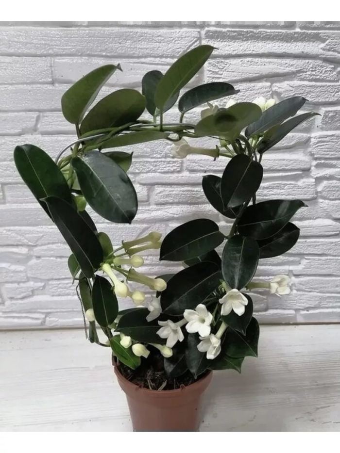 Фикус стефанотис