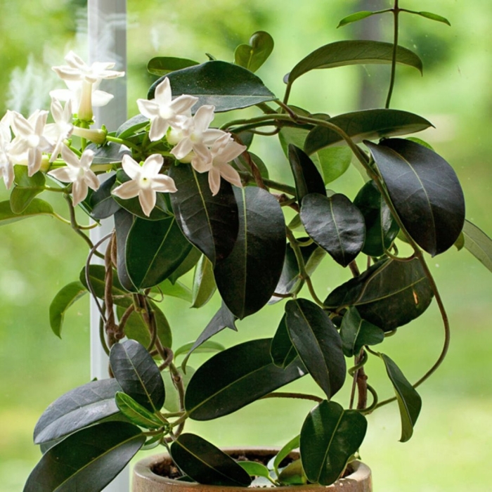 Стефанотис лиана