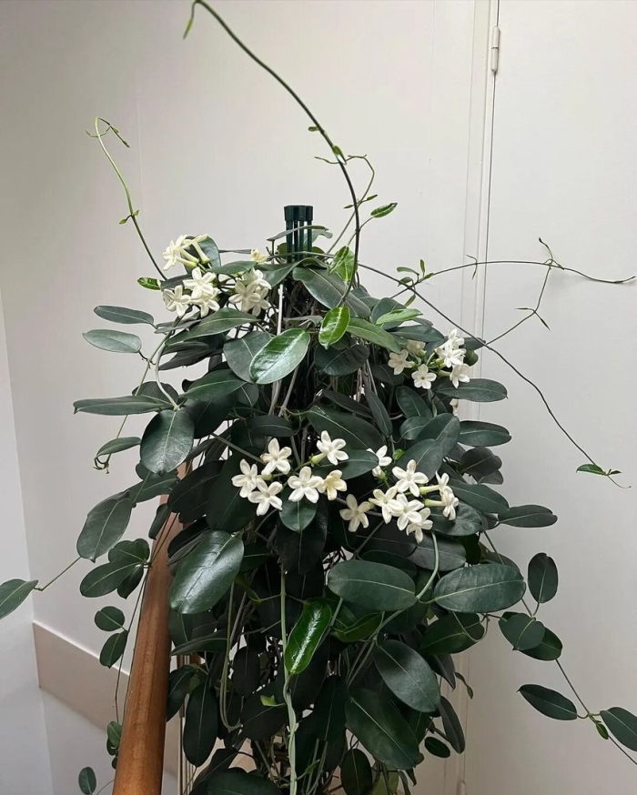 Стефанотис лиана