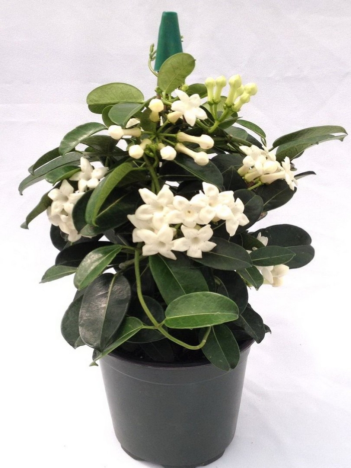 Стефанотис мадагаскарский жасмин