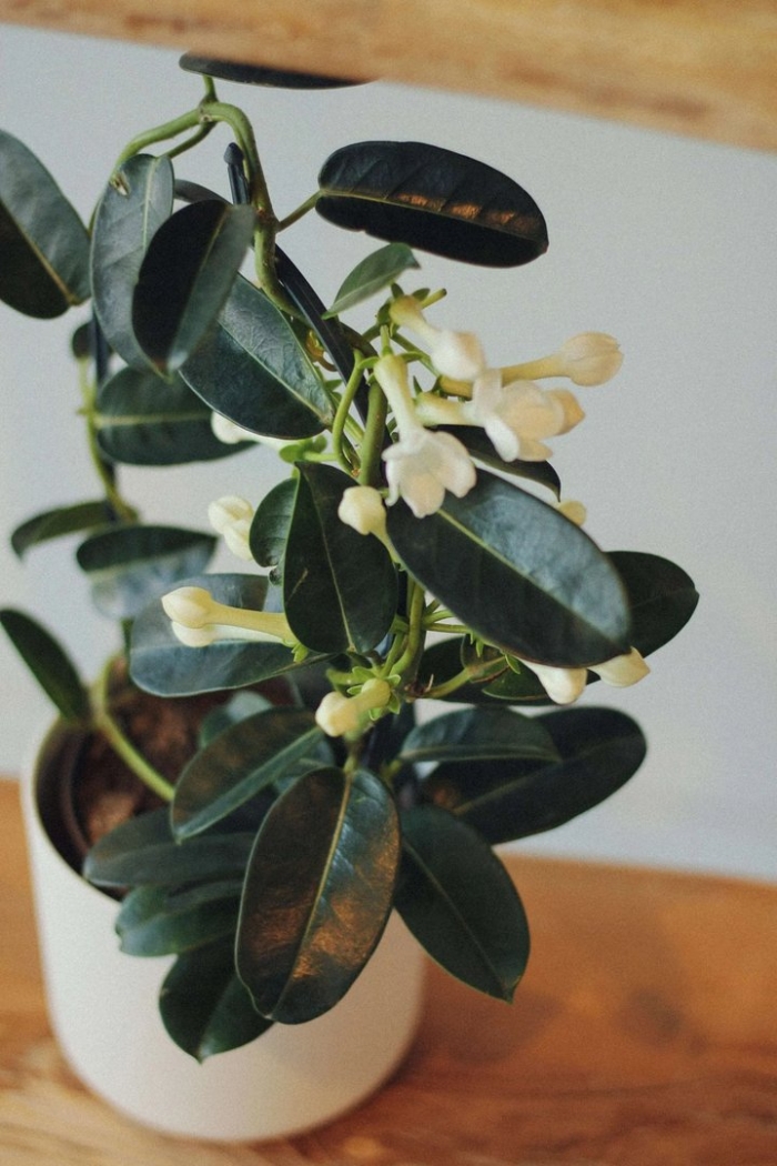 Стефанотис комнатное растение