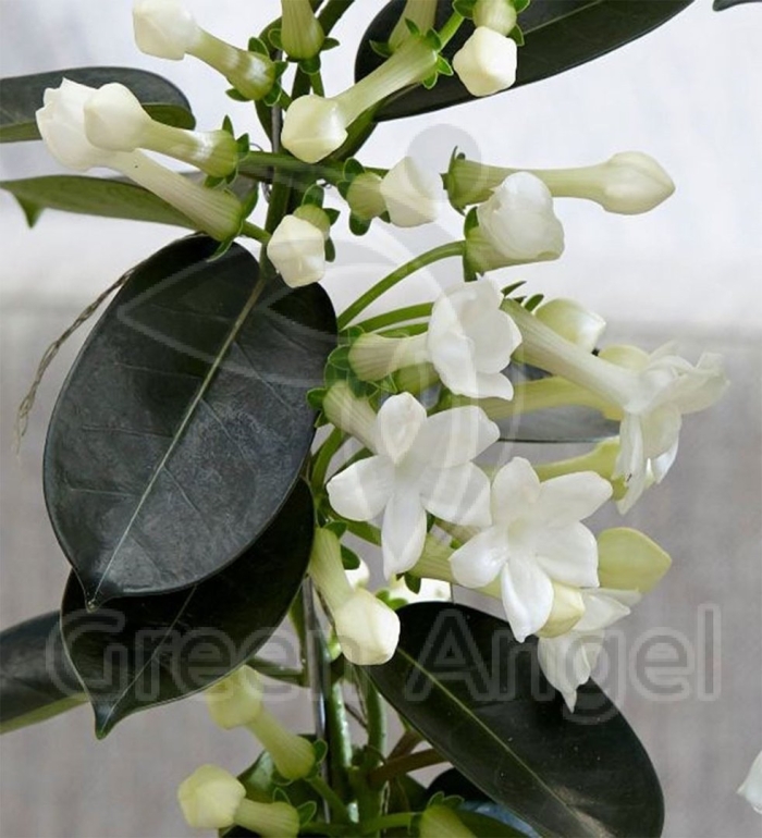 Стефанотис мадагаскарский жасмин