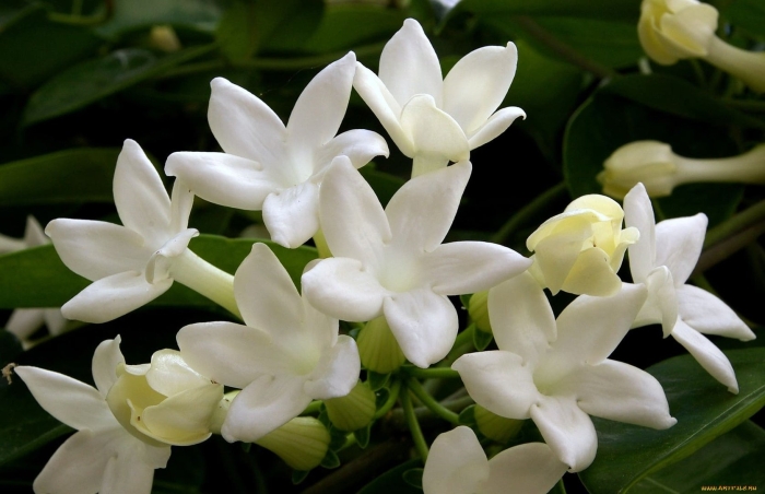 Стефанотис floribunda