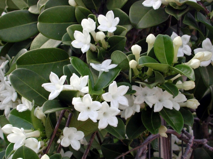 Stephanotis floribunda