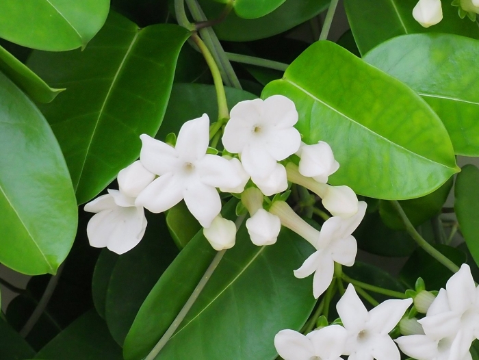 Стефанотис мадагаскарский