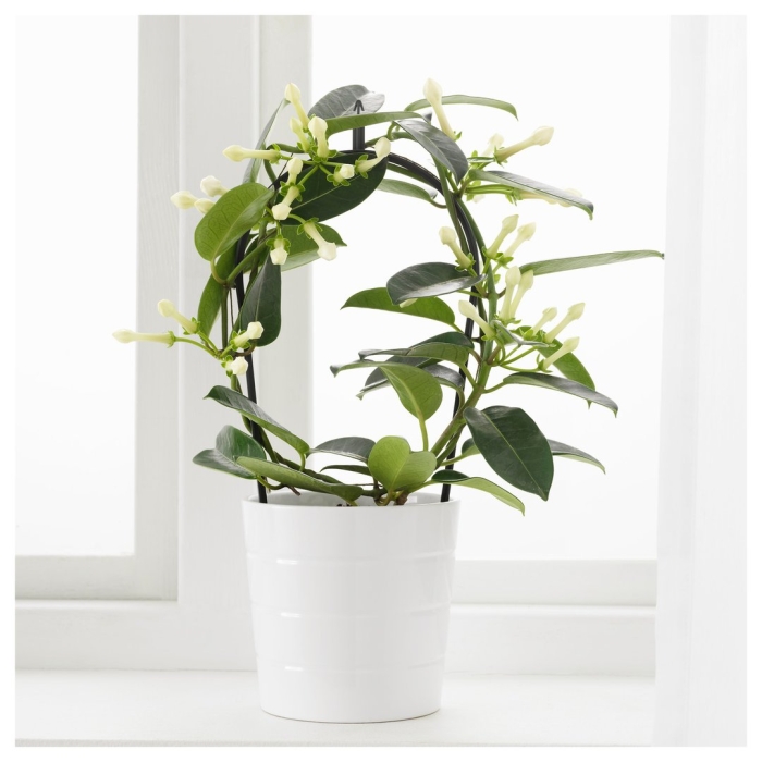 Жасмин стефанотис