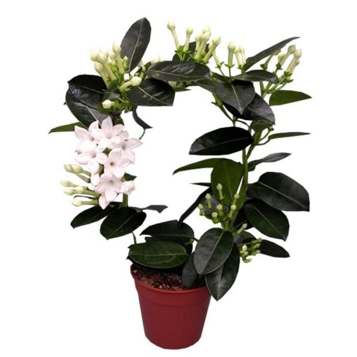 Стефанотис d12 h40