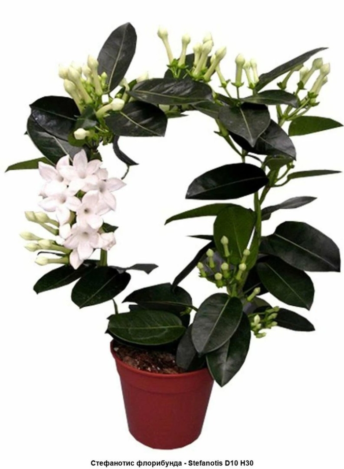 Жасмин стефанотис