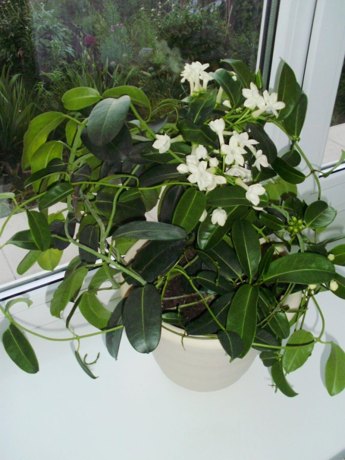 Лиана жасминовидная стефанотис