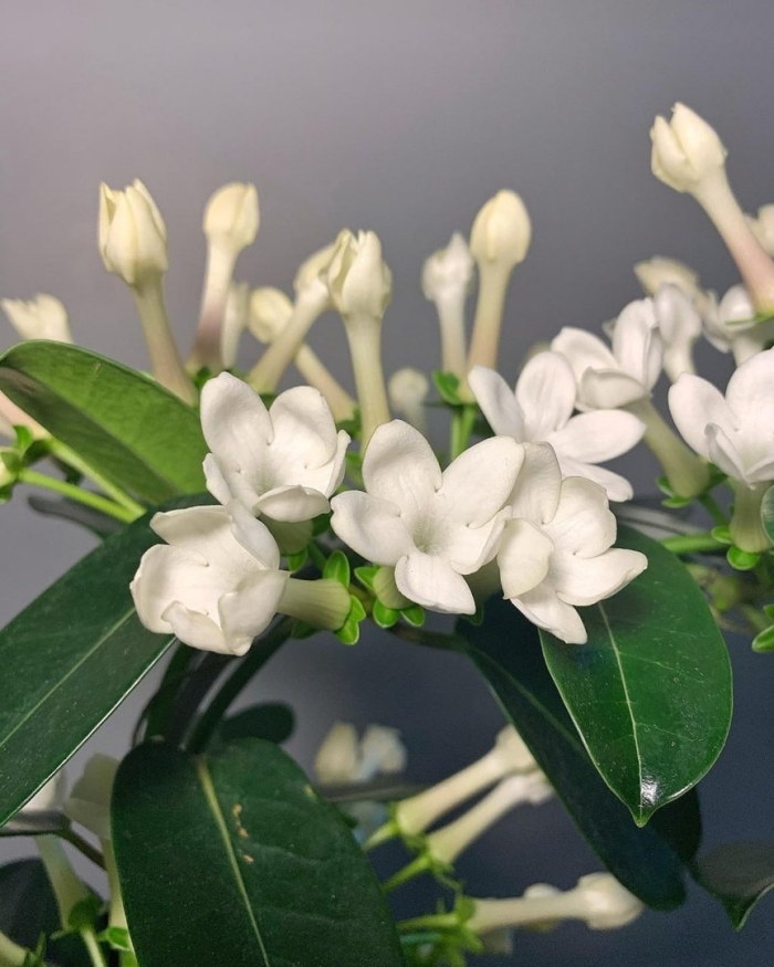 Стефанотис floribunda