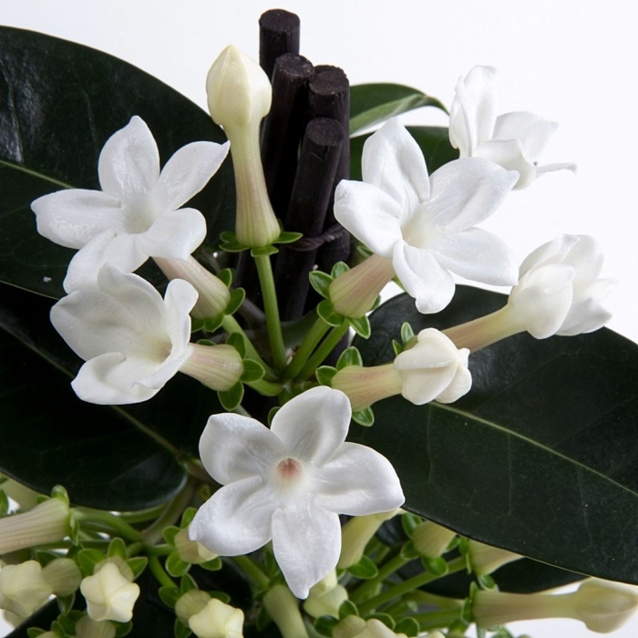 Жасмин стефанотис