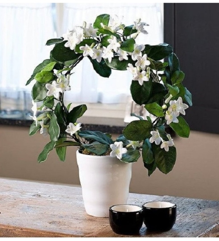 Жасмин стефанотис