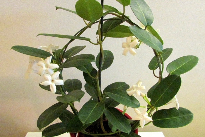 Стефанотис лиана