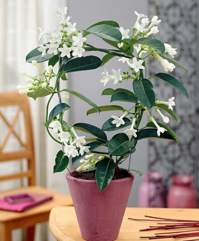 Жасмин стефанотис