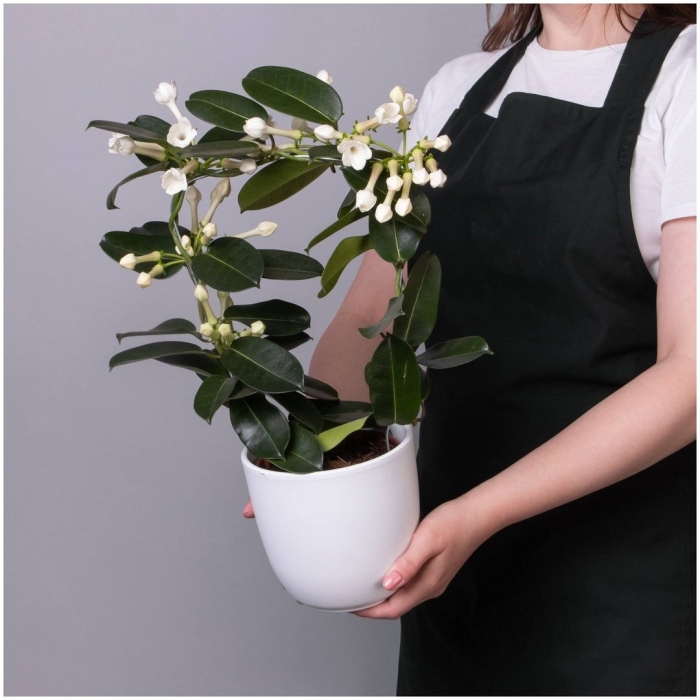 Жасмин стефанотис