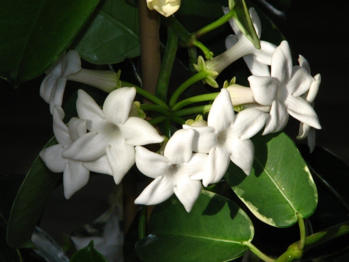 Комнатное растение жасмин